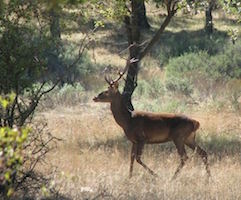 El Congreso aprueba la Ley de Parques Nacionales que permite la caza con la mayoría del PP y el rechazo de la oposición